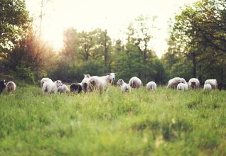 Side 3 - thelegendreturn-sheep-6810917