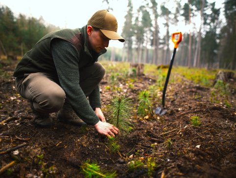 Shutterstock_2439657821_man_planting_young_pine_seedling_in_forest_REDIGERTE_FARGER_ALLSKOG_2 (1)