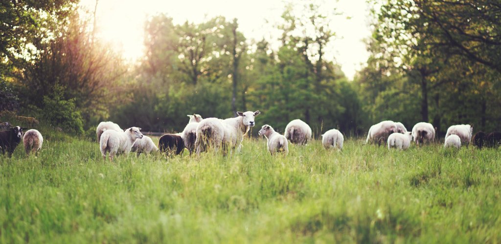 Side 3 - thelegendreturn-sheep-6810917