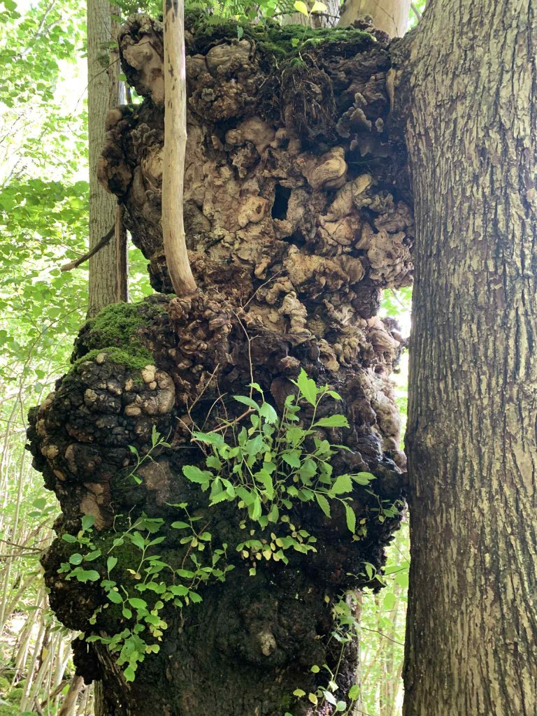 side 4 - styvet alm.jfif