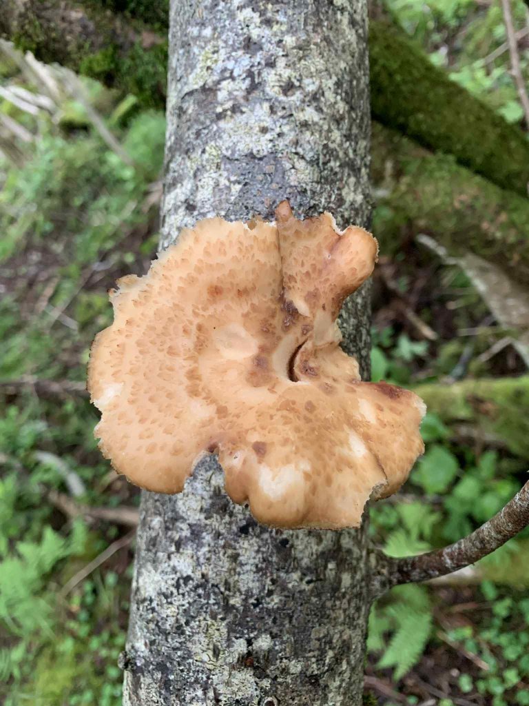 Side 4 - knollstilkkjuke.jfif