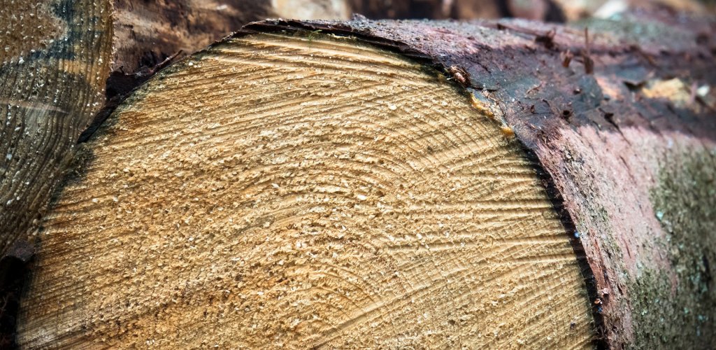 wood-3779890_1920