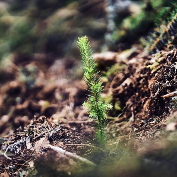 Allskog_DSC8868_HQ_PPT